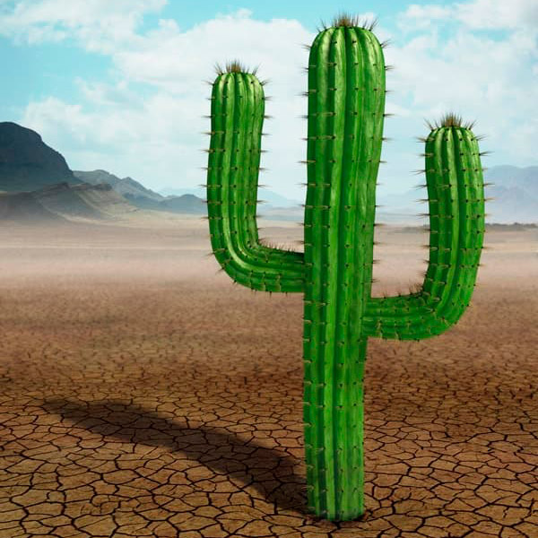De la Selva al Desierto De la Selva al Desierto
