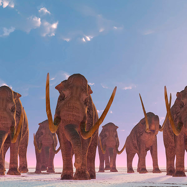 ¡A la caza del Mamut! ¡A la caza del Mamut!