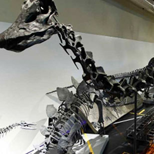 Dippy, el dinosaurio Dippy, el dinosaurio